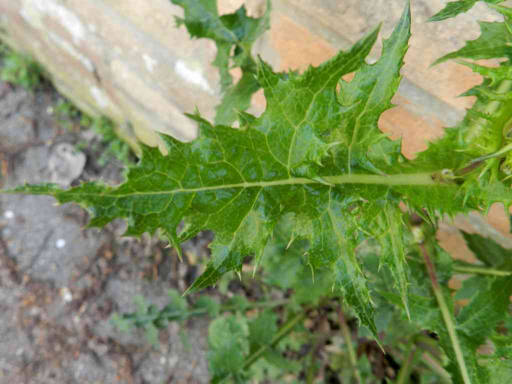 Sonchus sp. da determinare